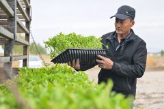 正在番茄移栽地里看到